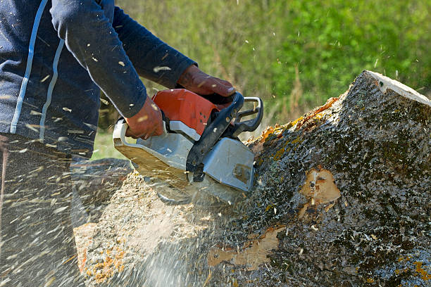 How Our Tree Care Process Works  in  Moses Lake North, WA